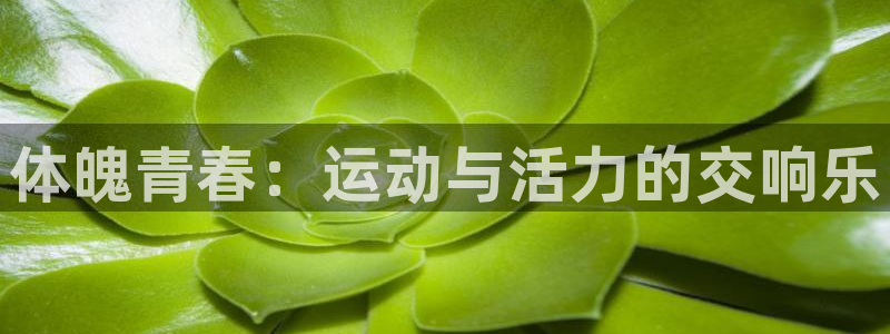 米兰体育官网下载软件：体魄青春：运动与活力的交响乐
